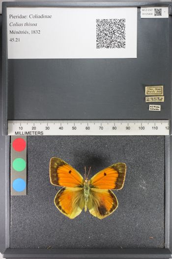 Media type: image;   Entomology 125408